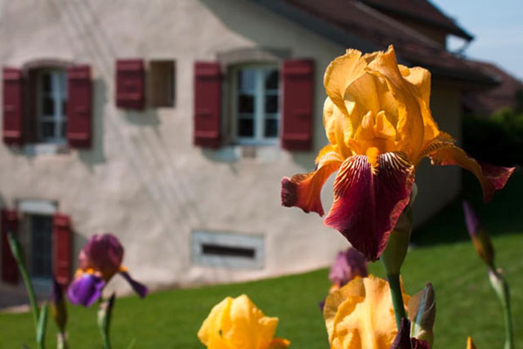 La Belle Saison Bed and Breakfast Mollens  Buitenkant foto